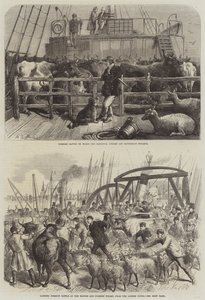 Transport de bétail